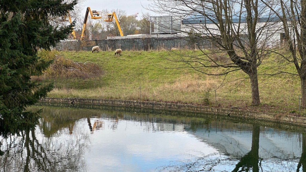 Sheep grazing in front on cherry-picker machines at Disneyland Paris