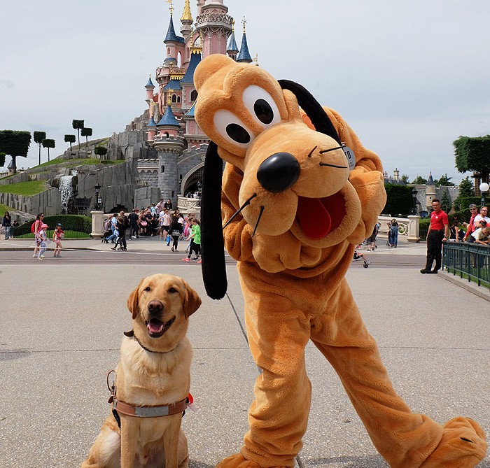 Pluto with an assistance dog at Disneyland Paris